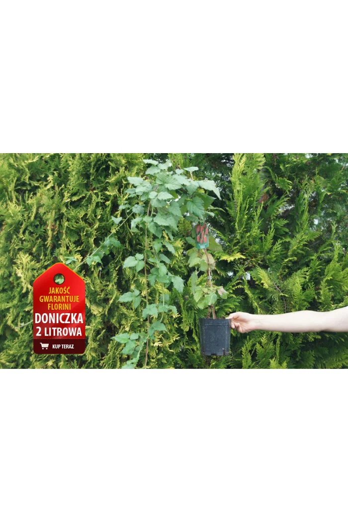 Malina 'Poranna Rosa' | Rubus idaeus