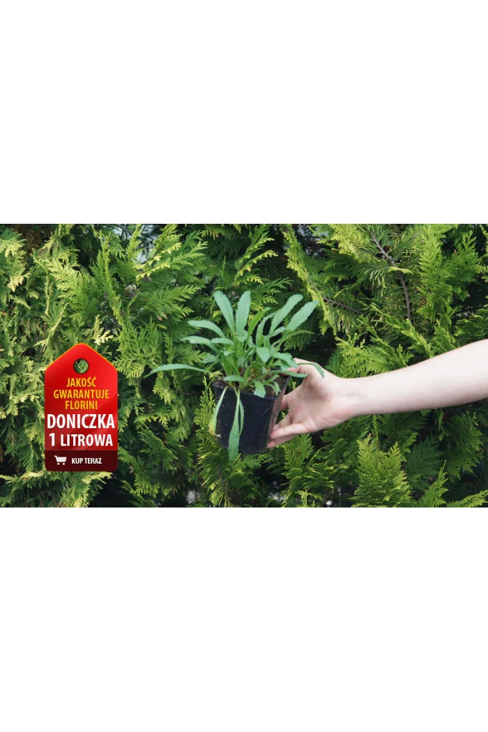 Złocień wielki Lacrosse, Leucanthemum x superbum