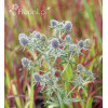 Mikołajek płaskolistny 'Blue Hobbit' | Eryngium planum