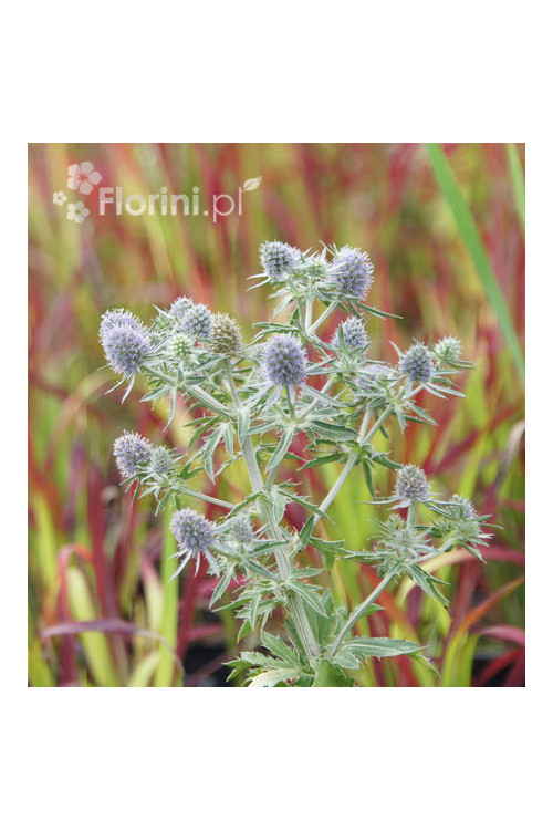 Mikołajek płaskolistny 'Blue Hobbit' | Eryngium planum