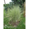 Miskant chiński 'Morning Light' | Miscanthus sinensis