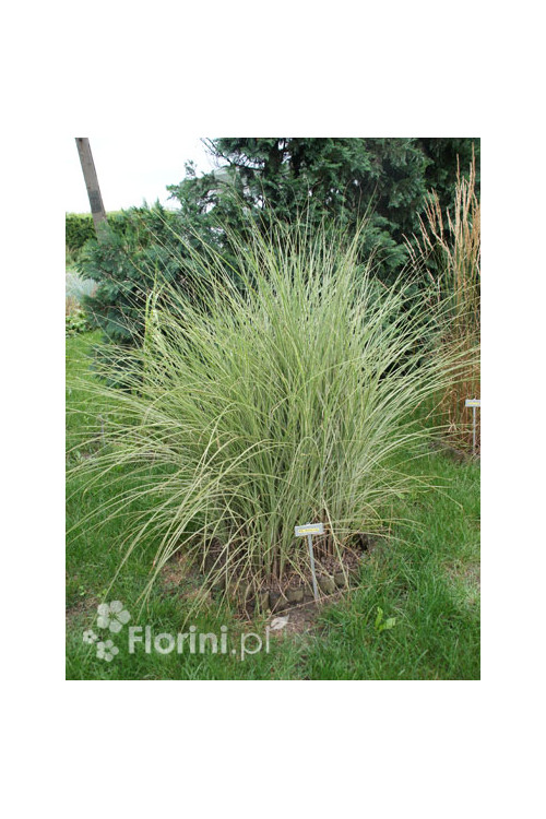 Miskant chiński 'Morning Light' | Miscanthus sinensis