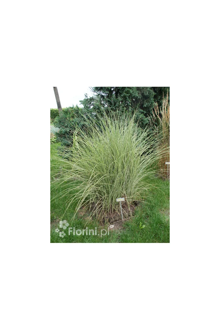 Miskant chiński 'Morning Light' | Miscanthus sinensis