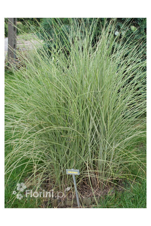 Miskant chiński 'Morning Light' | Miscanthus sinensis