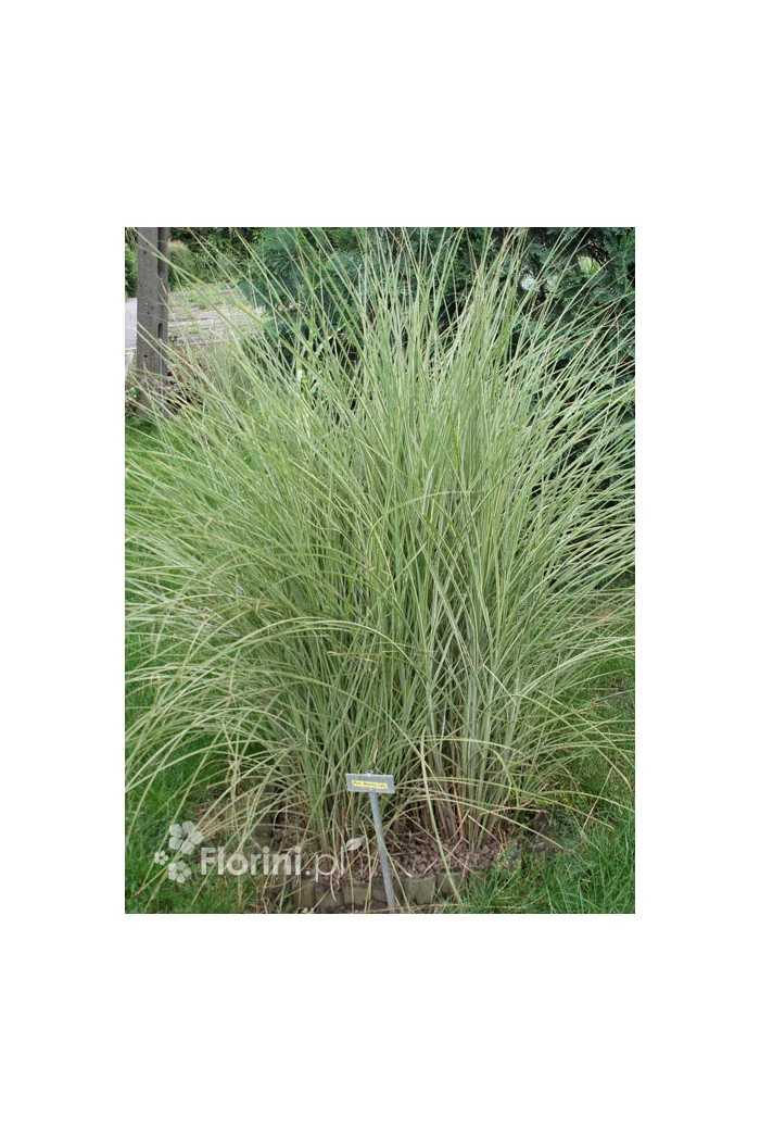 Miskant chiński 'Morning Light' | Miscanthus sinensis