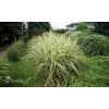 Miskant chiński 'Variegatus' | Miscanthus sinensis