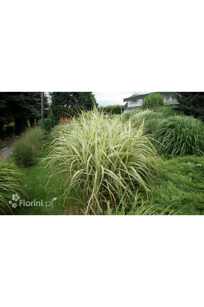 Miskant chiński 'Variegatus' | Miscanthus sinensis