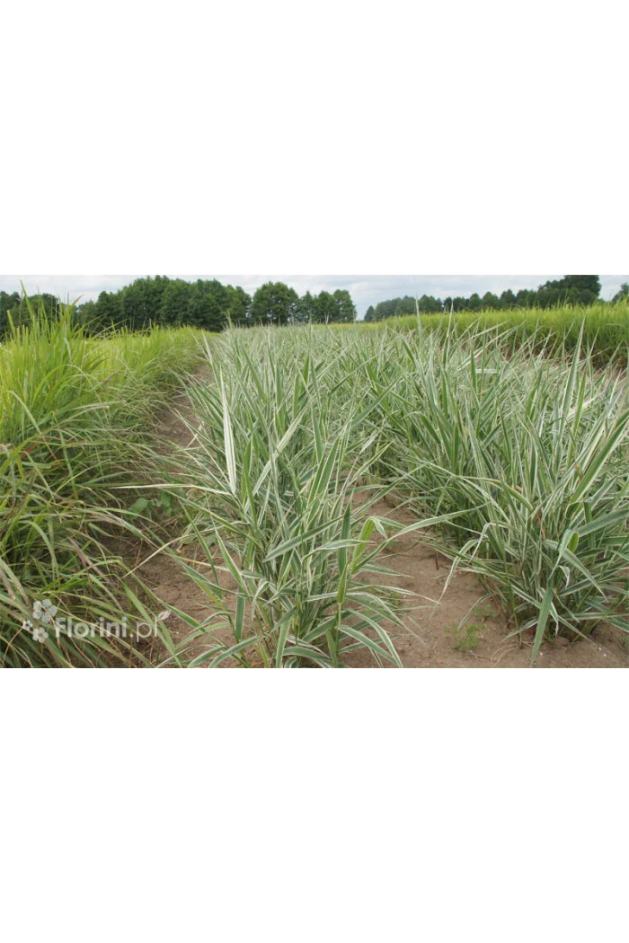 mozga, mozga trzcinowata, Phalaris