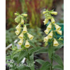 Naparstnica wielkokwiatowa 'Carillon' Digitalis grandiflora