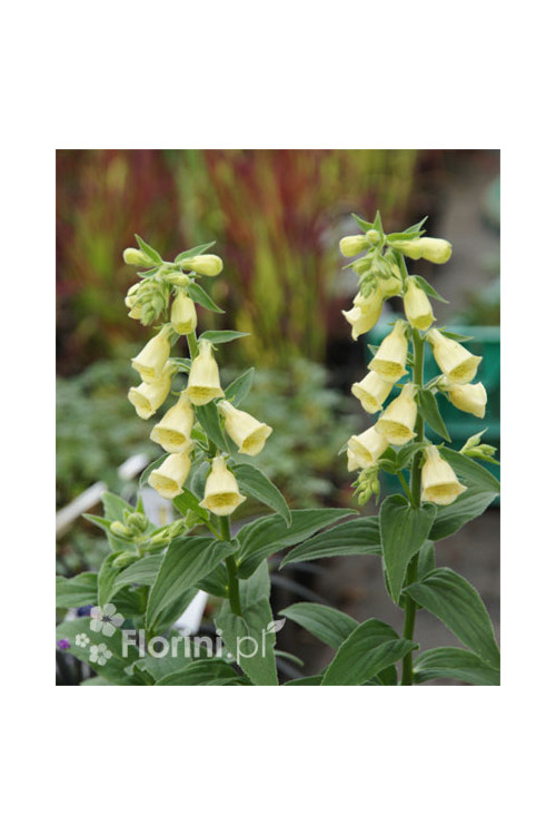 Naparstnica wielkokwiatowa 'Carillon' Digitalis grandiflora