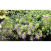 Oregano 'Kent Beauty' Origanum