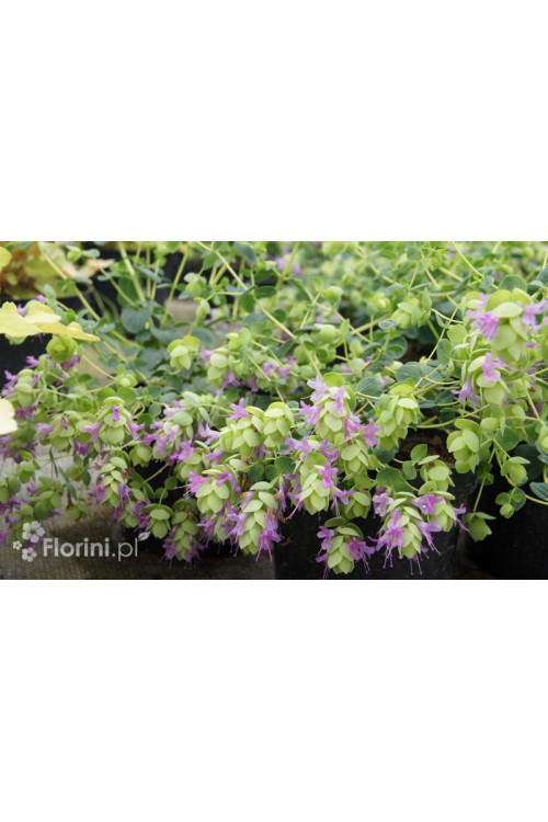 Oregano 'Kent Beauty' Origanum
