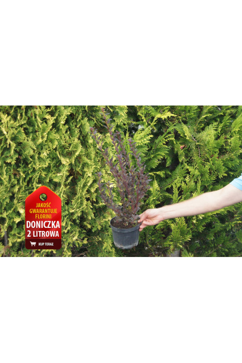 Pęcherznica kalinolistna 'Little Devil' ('Donna May') | Physocarpus opulifolius