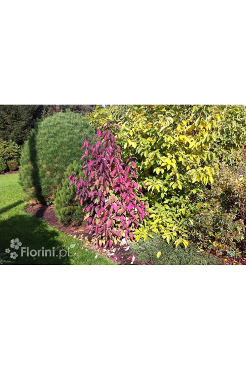 Pięknotka bodinera 'Profusion' | Callicarpa bodinieri