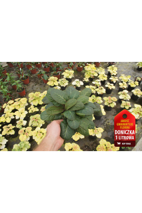 Pierwiosnek 'Dark Rosaleen' Primula