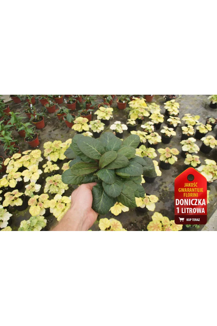 Pierwiosnek 'Dark Rosaleen' Primula