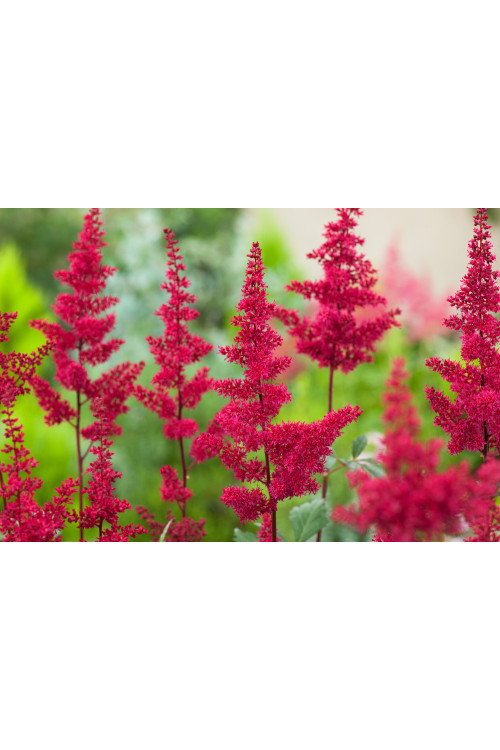 tawułka, tawułka arendsa, tawułka czerwona, tawułka fanal, astilbe