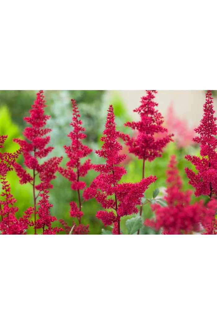 tawułka, tawułka arendsa, tawułka czerwona, tawułka fanal, astilbe