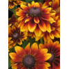Rudbekia 'Berlin' Rudbeckia