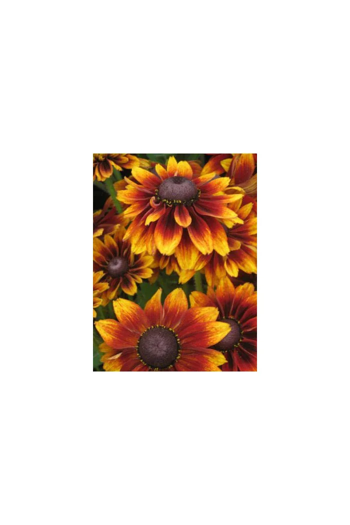 Rudbekia 'Berlin' Rudbeckia