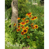 Rudbekia 'Berlin' Rudbeckia