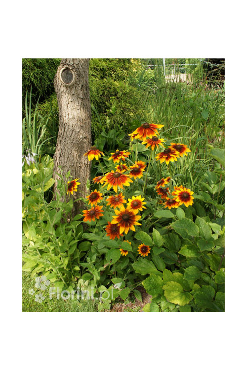 Rudbekia 'Berlin' Rudbeckia