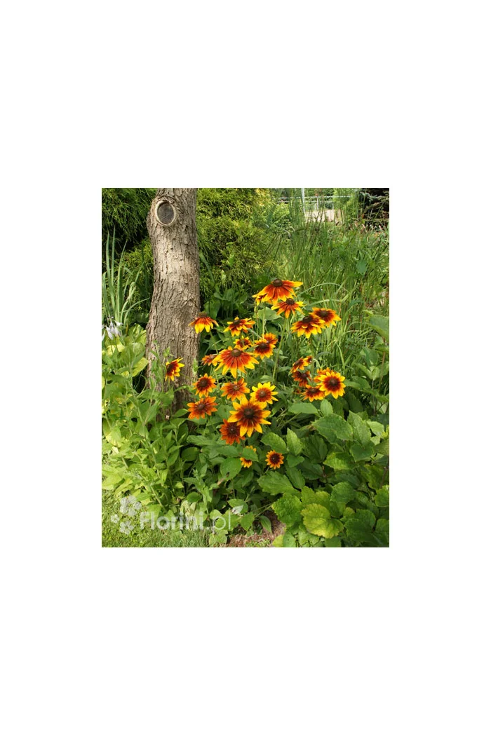 Rudbekia 'Berlin' Rudbeckia