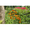 Rudbekia 'Berlin' Rudbeckia