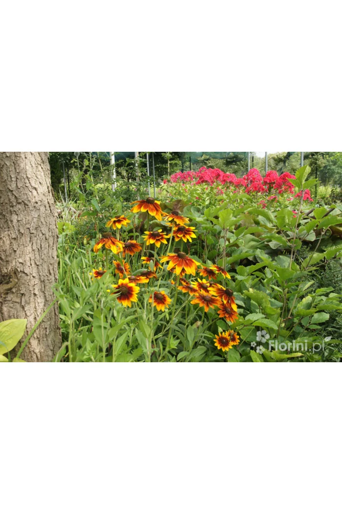 Rudbekia 'Berlin' Rudbeckia