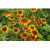 Rudbekia 'Berlin' Rudbeckia