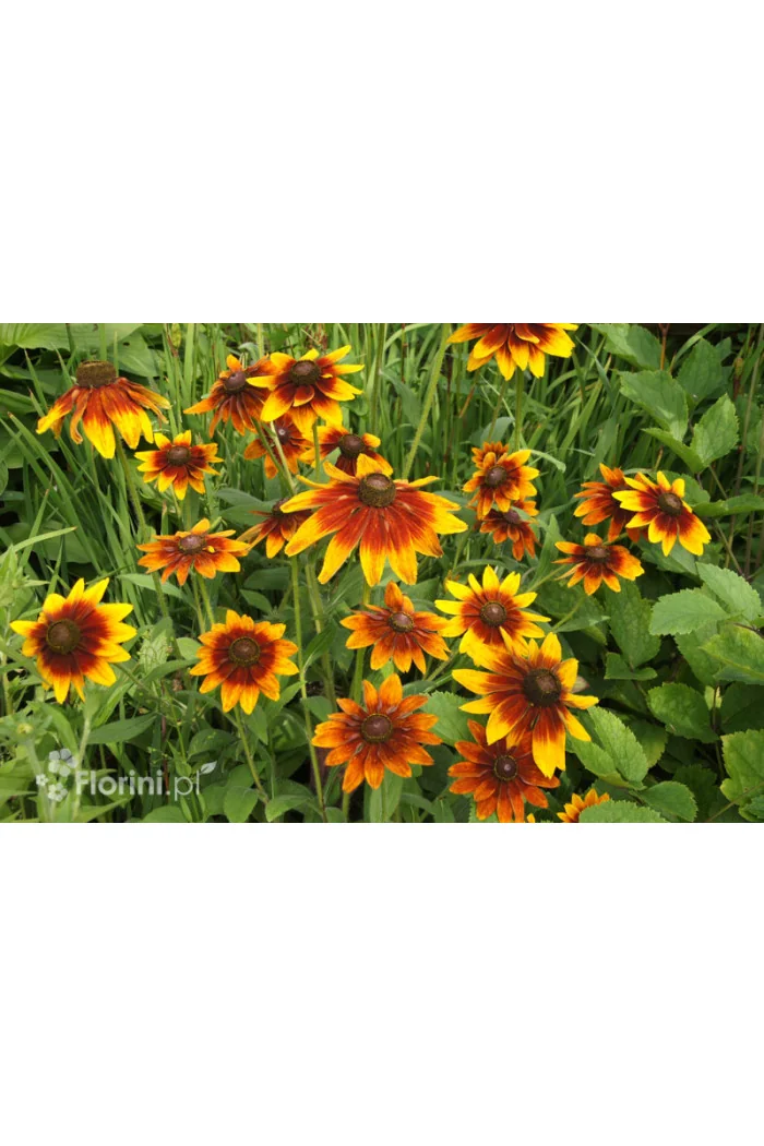 Rudbekia 'Berlin' Rudbeckia