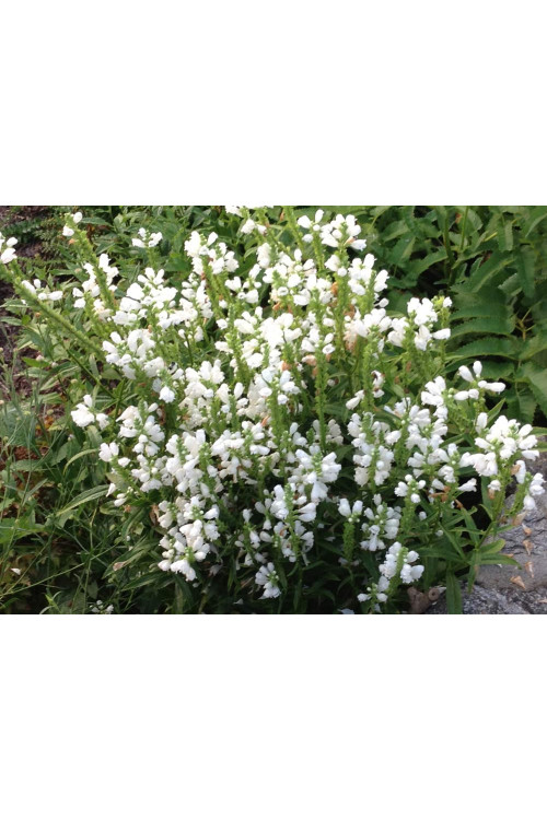 Odętka wirginijska 'Miss Manners' | Physostegia virginiana
