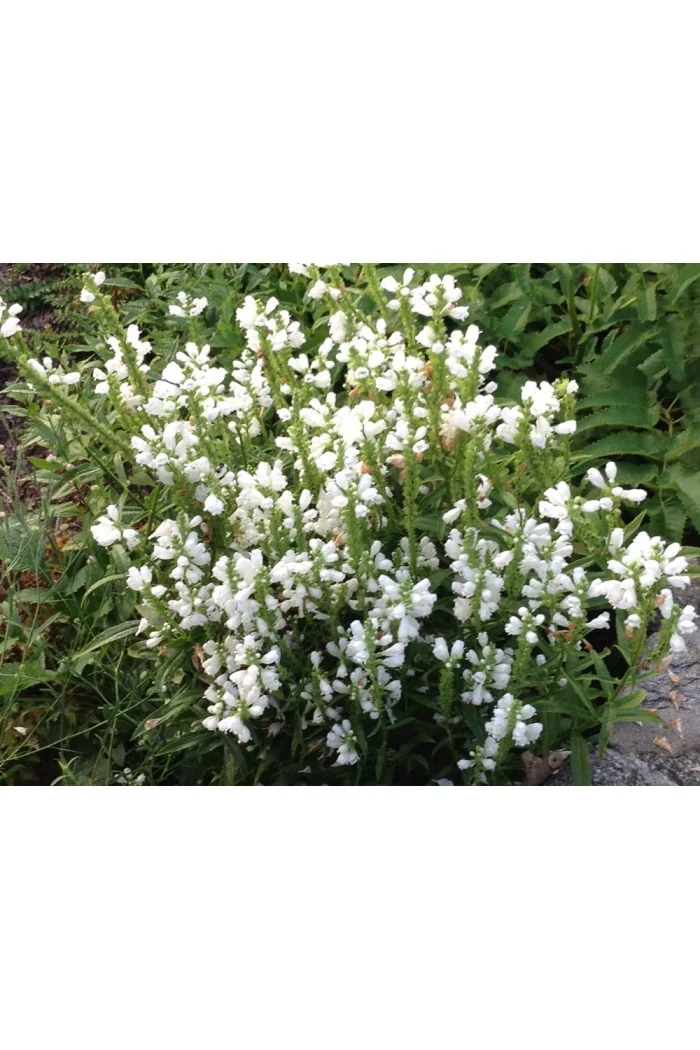 Odętka wirginijska 'Miss Manners' | Physostegia virginiana