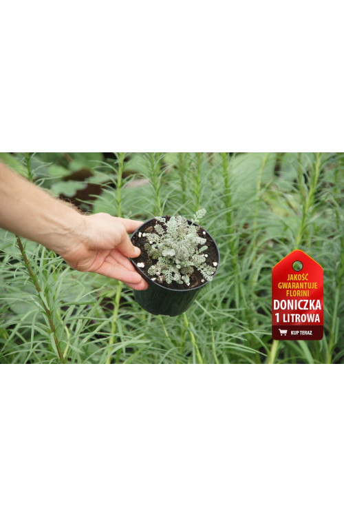 Rumian Marschalla, Anthemis marschalliana, roślina na skalniak