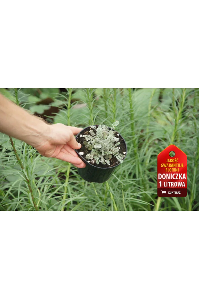 Rumian Marschalla, Anthemis marschalliana, roślina na skalniak