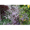 Rutewka 'Splendide' | Thalictrum