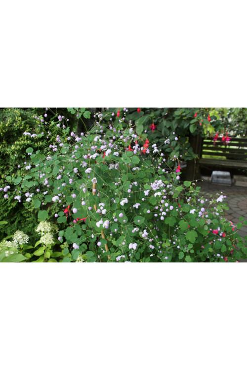 Rutewka 'Splendide' | Thalictrum