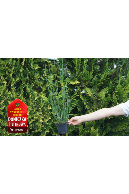 Skrzyp zimowy 'Robustum' | Equisetum hyemale