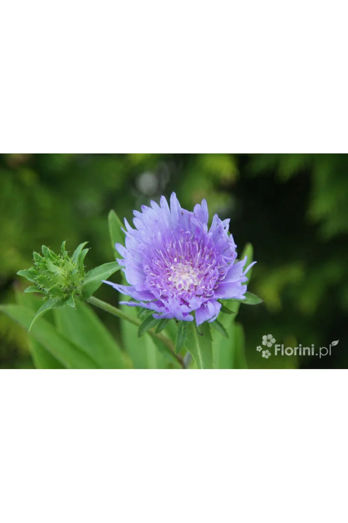 Stokezja gładka Stokesia laevis