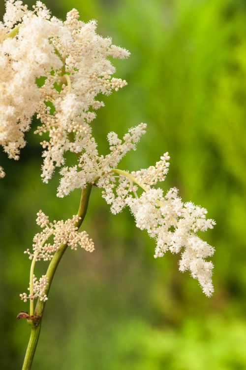 Rodgersja tarczolistna | Rodgersia tabularis
