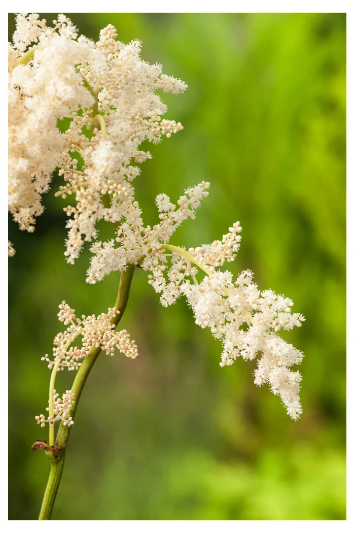 Rodgersja tarczolistna | Rodgersia tabularis