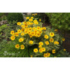 Słoneczniczek szorstki 'Loraine Sunshine' Heliopsis helianthoides