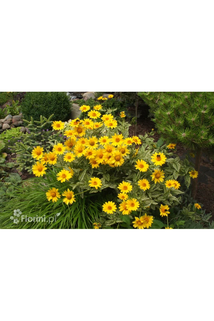 Słoneczniczek szorstki 'Loraine Sunshine' Heliopsis helianthoides