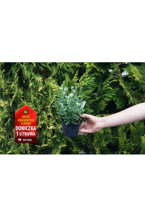 Szałwia omszona 'Adrian' Salvia nemorosa