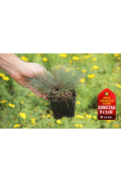 Szczotlicha siwa 'Spiky Blue' | Corynephorus canescens