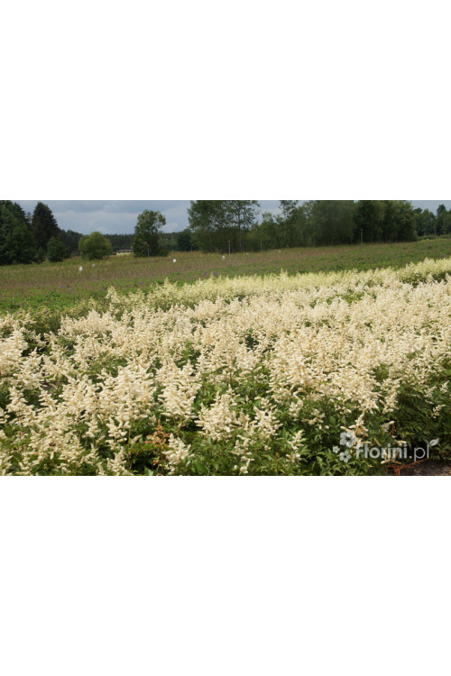 Tawułka arendsa 'Deutschland' | Astilbe arendsii