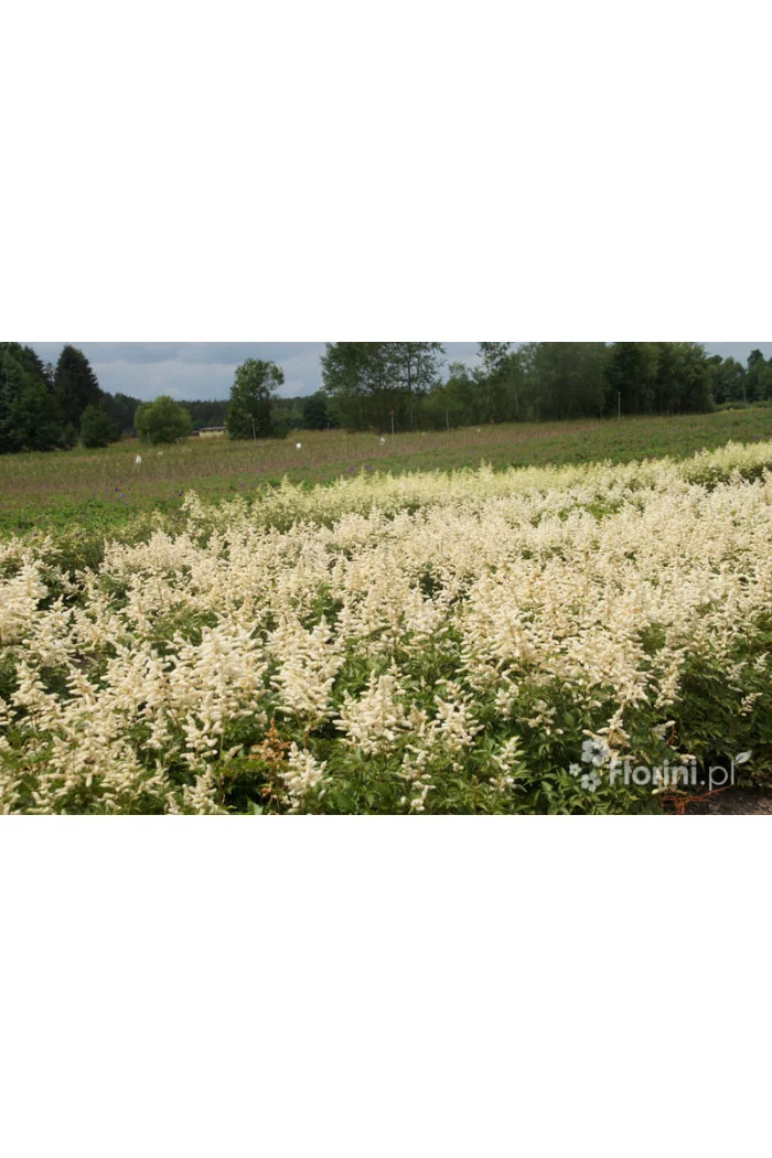 Tawułka arendsa 'Deutschland' | Astilbe arendsii