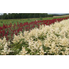 Tawułka arendsa 'Deutschland' | Astilbe arendsii