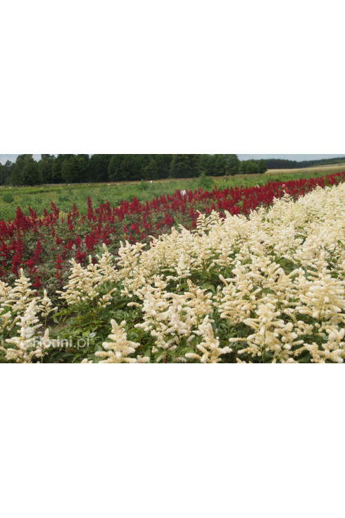 Tawułka arendsa 'Deutschland' | Astilbe arendsii