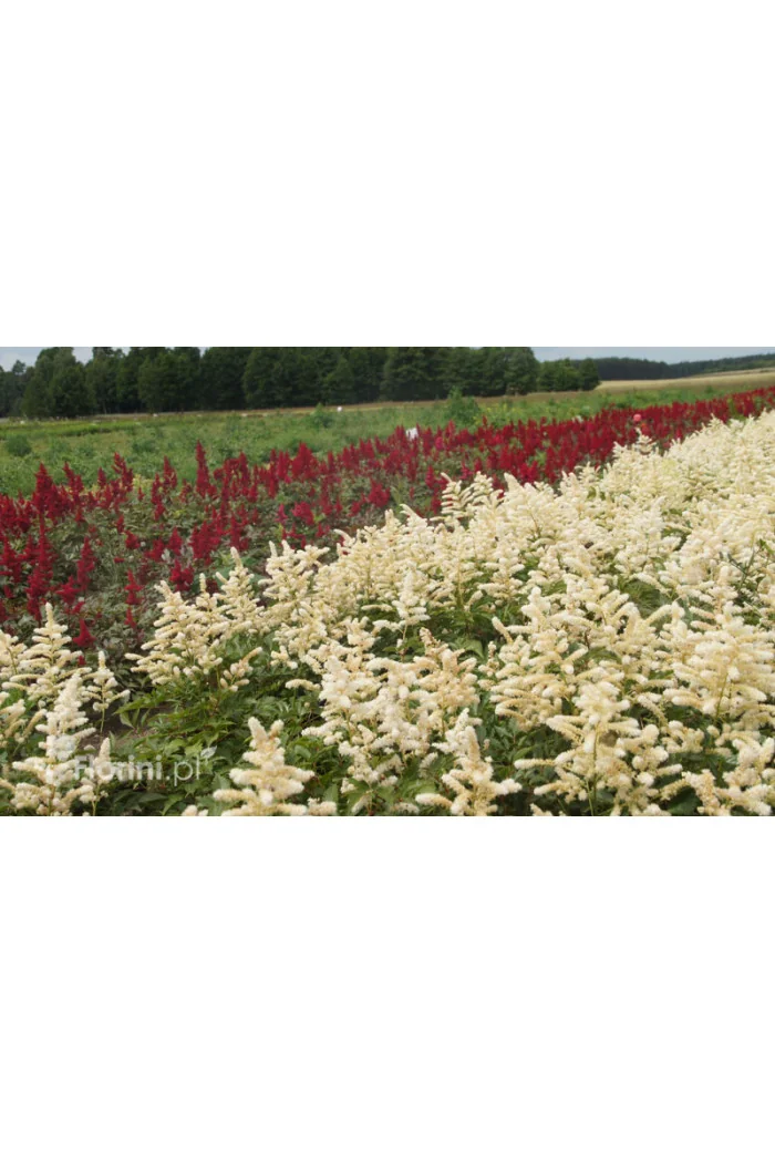 Tawułka arendsa 'Deutschland' | Astilbe arendsii